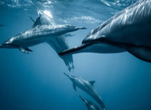 kaiyun-蒯曼3-0轻取萨马拉 晋级WTT重庆冠军赛女单16强